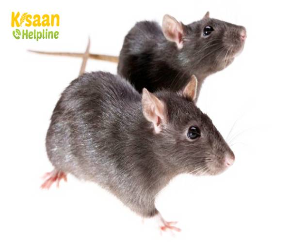 चूहों को कैसे नियंत्रित करे